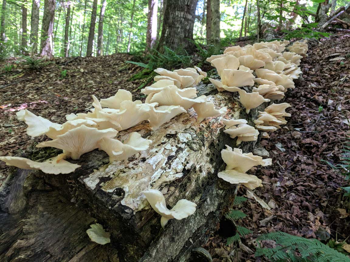 Picture of oyster mushrooms.