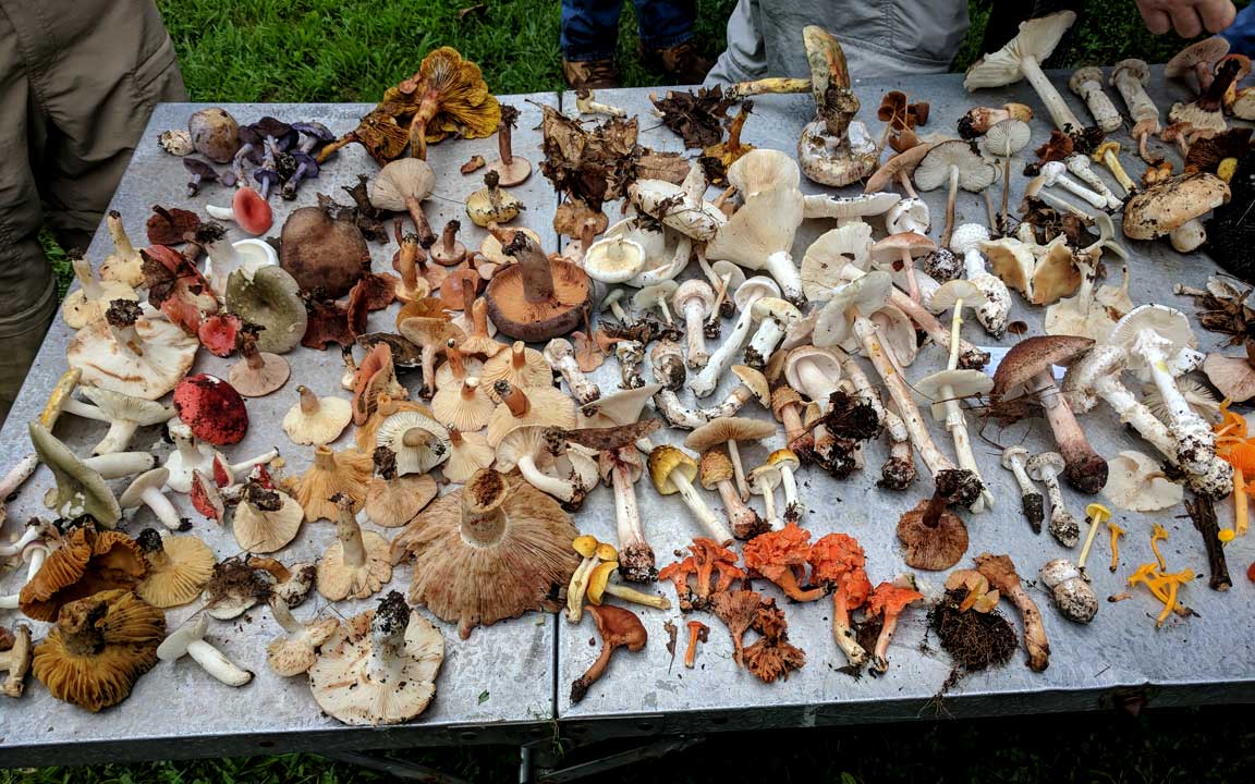 Picture of mushrooms.