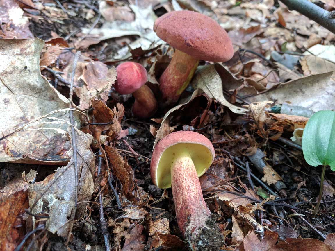 Picture of bolete mushroom.