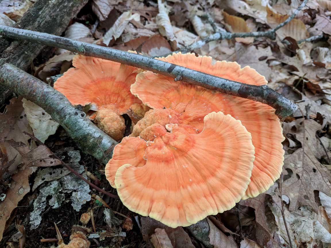 Picture of mushroom.