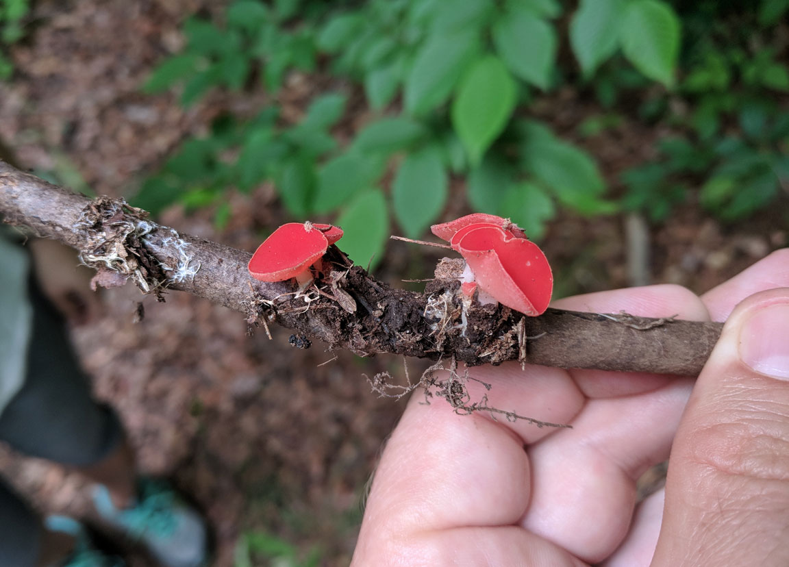 Picture of red mushroom.