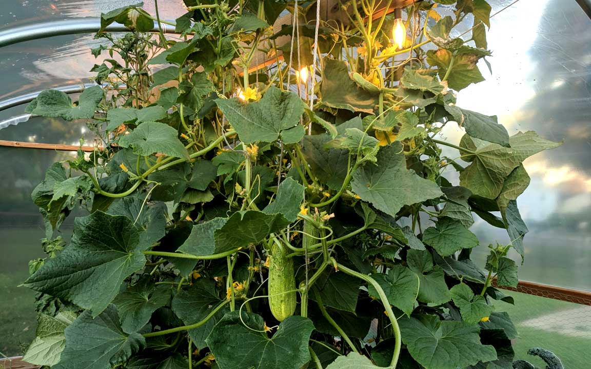 Picture of cucumbers.